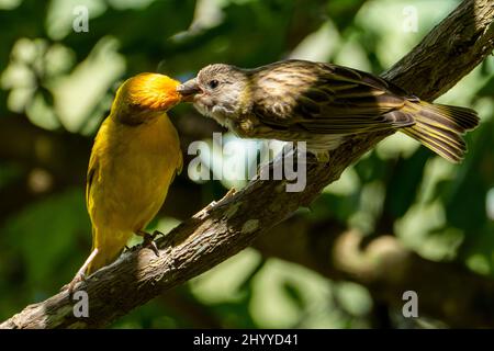 saffron finch (Sicalis flaveola) nourrissant un bébé oiseau également connu sous le nom de Saffron Finch Bruant brésilien ou Canary jaune Banque D'Images