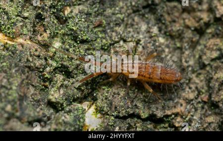 Springtail sur l'écorce, gros plan extrême avec fort grossissement Banque D'Images