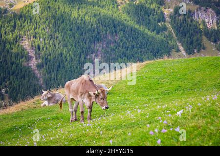 Vache alpine. Les vaches se broutent sur les collines alpines. Pousse étroite de vaches debout dans le pâturage de montagne en Suisse Banque D'Images