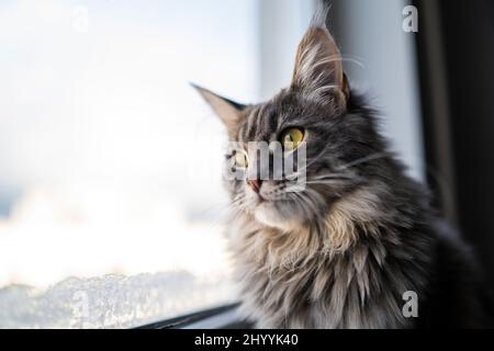 Le chat mignon se détend sur un seuil de fenêtre et regarde hors de la fenêtre avec curiosité, dans les rayons du soleil de printemps chaud. Banque D'Images