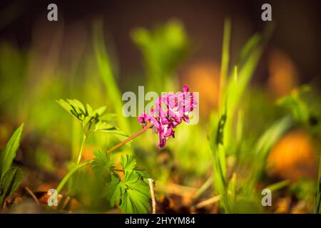 Corydalis cava, fleur rose sur fond flou. Banque D'Images