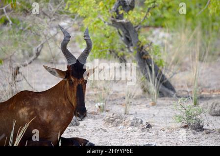 Photo de près de l'alcelaphus buselaphus buselaphus bubale trouvé dans le parc d'Etosha, et se reposant dans l'ombre de l'arbre Banque D'Images