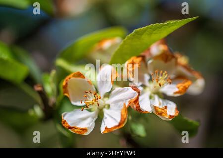 Fleur de pomme en gros plan sur un arrière-plan flou. Banque D'Images