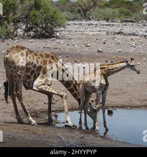 Photo d'une mère girafe et d'un bébé girafe veau autour d'un étang d'eau Banque D'Images