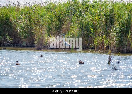 Le héron gris se trouve dans le lac.Héron gris Ardea cinerea regardant les poissons dans les eaux peu profondes Banque D'Images