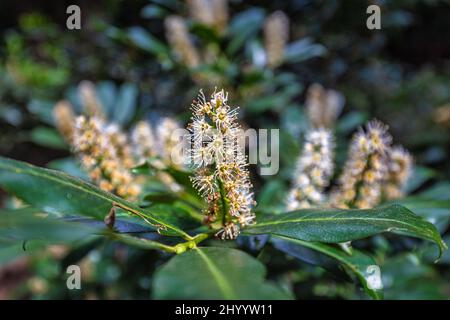 Feuillage et fleurs de Prunus laurocerasus, également connu sous le nom de Laurier de cerisier, en vue rapprochée sur un fond flou. Banque D'Images