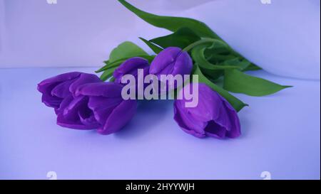 veri peri bouquet de tulipes avec des feuilles vertes isolées Banque D'Images