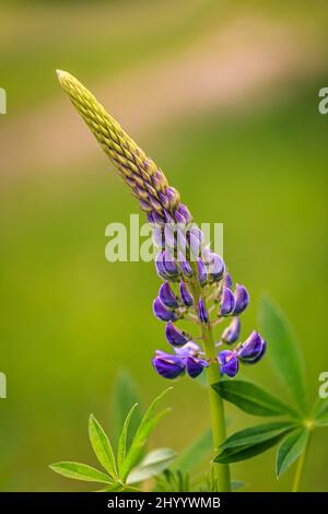 Fleur de Lupinus polyphyllus, également connue sous le nom de lupin de jardin, sur fond flou en gros plan. Banque D'Images