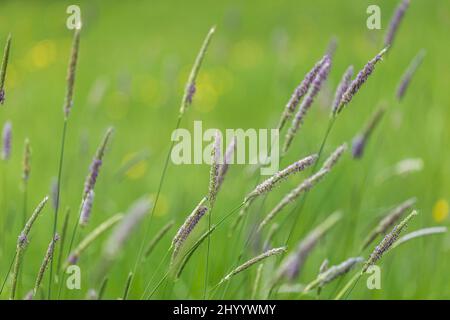 Lames d'Alopecurus pratensis, également connue sous le nom de queue de prairie, en vue rapprochée sur un arrière-plan de prairie flou Banque D'Images