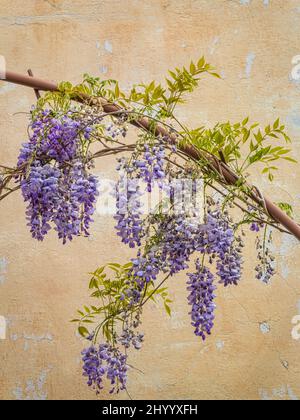 Fleurs de wisteria floribunda, communément appelée wisteria japonaise. Banque D'Images