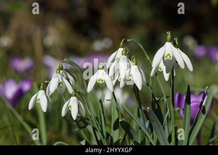 Gros plan fleurs de la goutte de neige ou de la goutte de neige commune (Galanthus nivalis). Plantes herbacées vivaces bulbeuses, famille des Amaryllidaceae. Hiver, pays-Bas Banque D'Images