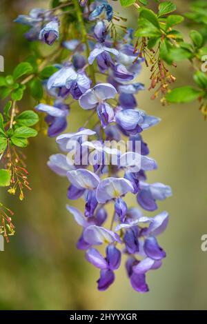 Fleur de wisteria floribunda, communément appelée wisteria japonaise en gros plan sur un fond flou. Banque D'Images