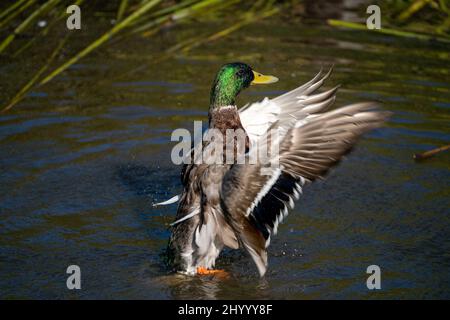 Mallard agite des ailes au crépuscule Banque D'Images