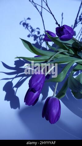 dynamique veri peri bouquet de tulipes sursuspendues au soleil avec de belles ombres sur le mur derrière Banque D'Images