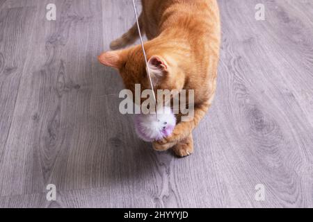 Le chaton au gingembre joue avec le jouet sur un parquet Banque D'Images