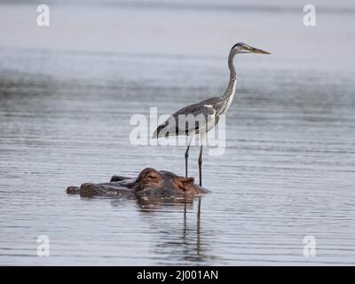 Heron gris sur un hippopotame, barrage de Sunset, parc national Kruger, Afrique du Sud Banque D'Images
