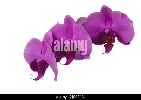 Belle orchidée Phalaenopsis mauve fleurs, isolé sur fond blanc Banque D'Images