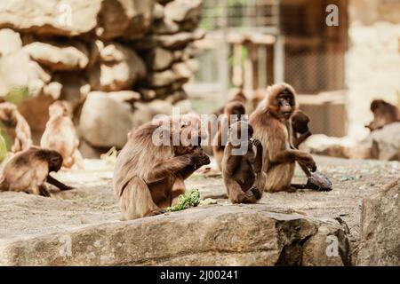 un groupe de singes s'assoient sur un rocher et mangent des légumes dans leur habitat naturel. Animaux sauvages. Banque D'Images