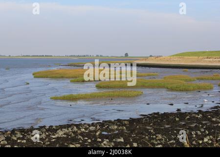 un magnifique paysage de la côte hollandaise avec des bosses d'herbe verte à un placoq sec dans le marais salé de la mer westerschelde le long de la digue Banque D'Images