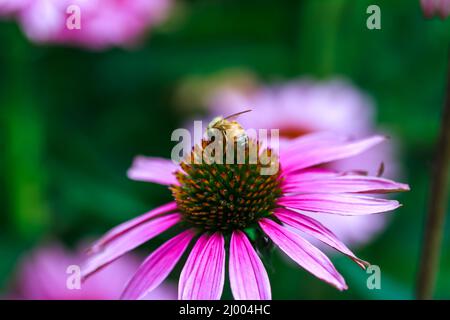 Gros plan d'une abeille assise sur l'échinacée. Banque D'Images