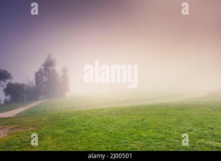 Vue du matin sur la pelouse par un brouillard dense. Scène dramatique et photo pittoresque. Emplacement place Triglav parc national, vallée de Bohinj, Alpes juliennes, Banque D'Images