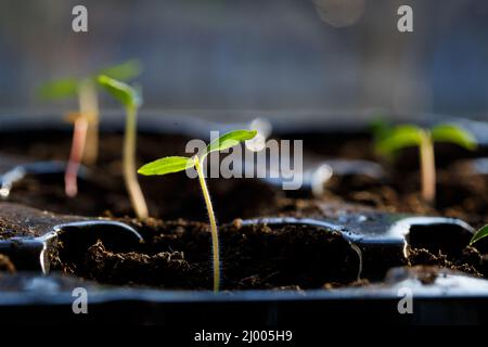 Légumes verts à la maison, branche germé avec des feuilles du sol à la maison. Microgreen Banque D'Images