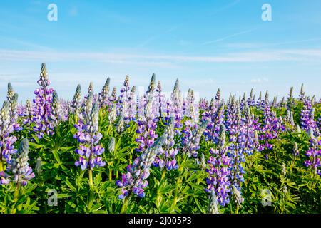 Vallée lupin féérique et lumineuse par la lumière du soleil dans la journée. Scène matinale inhabituelle et magnifique. Attraction touristique populaire. Emplacement place sud Islandais Banque D'Images