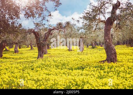 Vue impressionnante sur le verger d'oliviers. Journée pittoresque et scène magnifique. Forêt de fées au printemps. Emplacement place Sicilia Island, Italie, Europe. M Banque D'Images