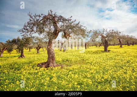 Vue impressionnante sur le verger d'oliviers. Journée pittoresque et scène magnifique. Forêt de fées au printemps. Emplacement place Sicilia Island, Italie, Europe. M Banque D'Images