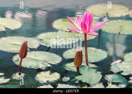 Magnifique lotus rose ou fleur de nénuphars sur l'eau. Boutons de fleurs fermés. Paysage fabuleux avec espace de copie.