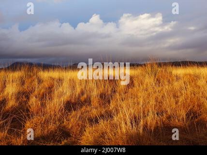 Herbe jaune sèche par jour nuageux en automne à l'île d'Arran, en Écosse Banque D'Images