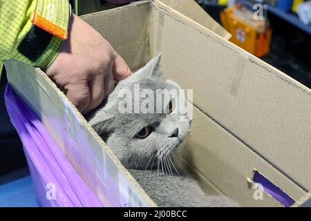 Przemysl, Pologne. 15th mars 2022. Un assistant du sauvetage des animaux allemands s'occupe du chat d'une femme en fuite d'Ukraine, au poste frontière de Medyka. Beaucoup de personnes qui fuient la guerre d'Ukraine arrivent ici en train à la frontière polonaise, puis poursuivent leur voyage en bus ou autrement. Credit: Christoph Reichwein/dpa/Alay Live News Banque D'Images