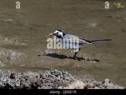 Pied Wagtail, Motacilla alba, adulte unique marchant sur la boue avec des proies dans le bec, Pembrokeshire, pays de Galles, Royaume-Uni. Banque D'Images