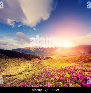 Fleurs de rhododendron rose magique dans la lumière du jour. Ambiance pittoresque et magnifique le matin. Emplacement place Parc National Chornogora, Carpates, Ukraine, Banque D'Images