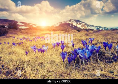 Superbe vue sur les fleurs du premier printemps sur la prairie. Scène dramatique. Carpathian, Ukraine, Europe. Le monde de la beauté. Style rétro, filtre doux vintage. Po Banque D'Images