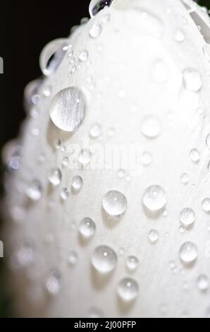 un crocus blanc avec de gros gouttes de pluie sur ses feuilles au printemps Banque D'Images