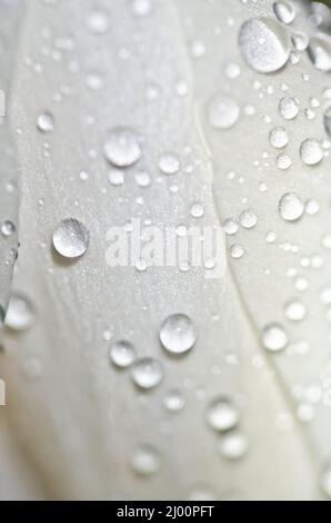 un crocus blanc avec de gros gouttes de pluie sur ses feuilles au printemps Banque D'Images