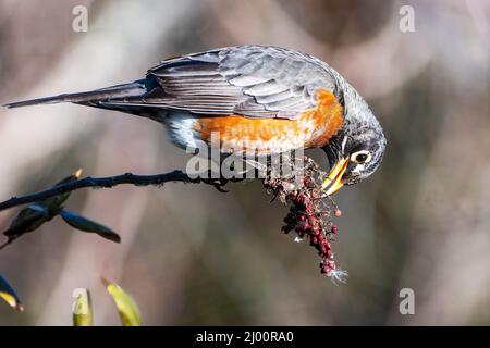 Le Robin américain se nourrissant de baies sumac à la fin de l'hiver Banque D'Images