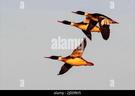 Trois mergansiers rouges à la poitrine (Mergus serrator) en vol tôt le matin Banque D'Images