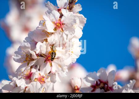 Abeille collectant le pollen d'une branche d'amandiers en fleur Banque D'Images