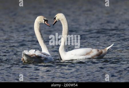 Une paire de Cygnes muets sur le lac Pittville Cheltenham Banque D'Images