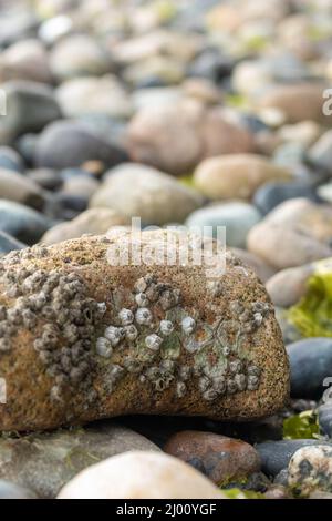 les rochers de la piscine à marée sont couverts de barnacles d'algues et d'eau Banque D'Images
