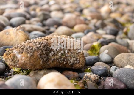 les rochers de la piscine à marée sont couverts de barnacles d'algues et d'eau Banque D'Images