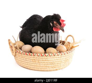 Poule noire dans un panier en osier avec des œufs sur un arrière-plan blanc Banque D'Images