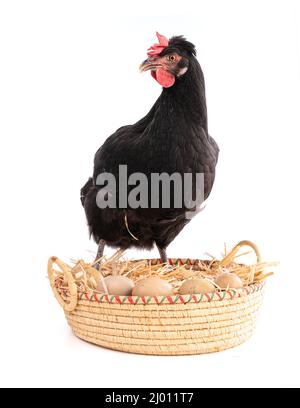 Poule noire dans un panier en osier avec des œufs sur un arrière-plan blanc Banque D'Images