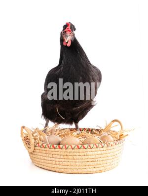 Poule noire dans un panier en osier avec des œufs sur un arrière-plan blanc Banque D'Images