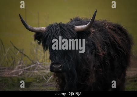 Gros plan d'une vache des Highlands. Banque D'Images