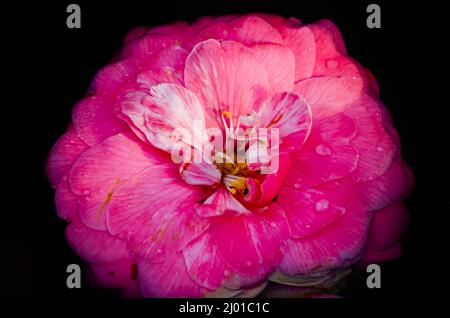 Un camélia japonais (Camellia japonica) fleurit aux jardins de Bellingrath, le 4 mars 2022, à Theodore, Alabama. Banque D'Images