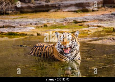 Femelle tigre du Bengale (Panthera tigris) (tigress) escarres comme elle se repose et se rafraîchit dans un trou d'eau, Parc national de Ranthambore, Rajasthan, nord de l'Inde Banque D'Images