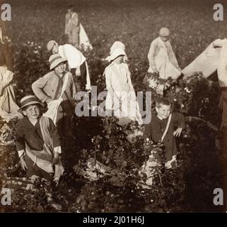 Près de Waxahachie, Texas. Lewis Wickes Hine (États-Unis, 1874-1940). États-Unis, octobre 1913. Photographies. Imprimé gélatine argentée Banque D'Images
